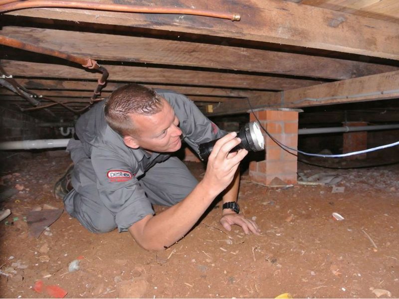 termite-inspection-brisbane.jpg