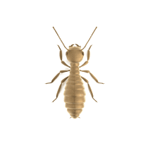 Termites
