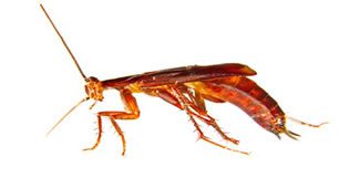 cockroach-treatment