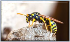 Paper Wasps