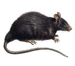 rat control image