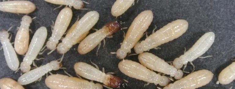 It's the largest get hosted every two years by the british pest control association, pestex takes place at the excel. Termite Treatment | Pest Ex