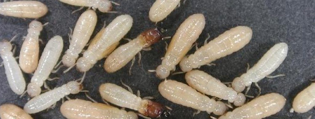 termite treatment removal pest ex