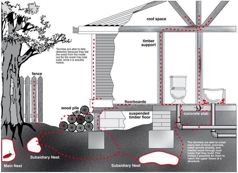 termite control information image