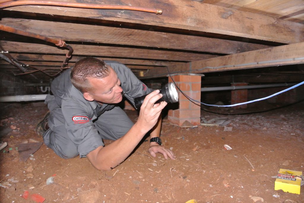 termite inspection image