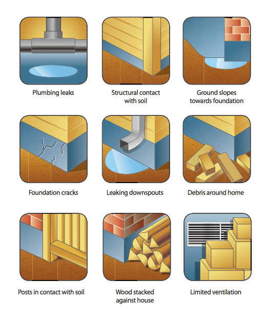 termite treatment advice image