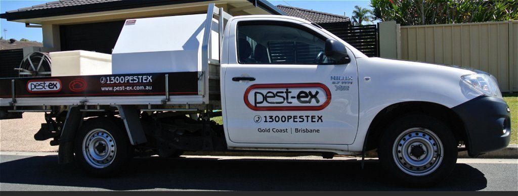 browns plains termite treatment pest control image