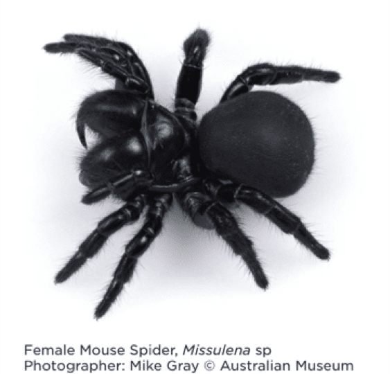 mouse spider 2 image