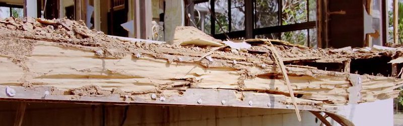 termite damage image