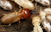 termite infestation image