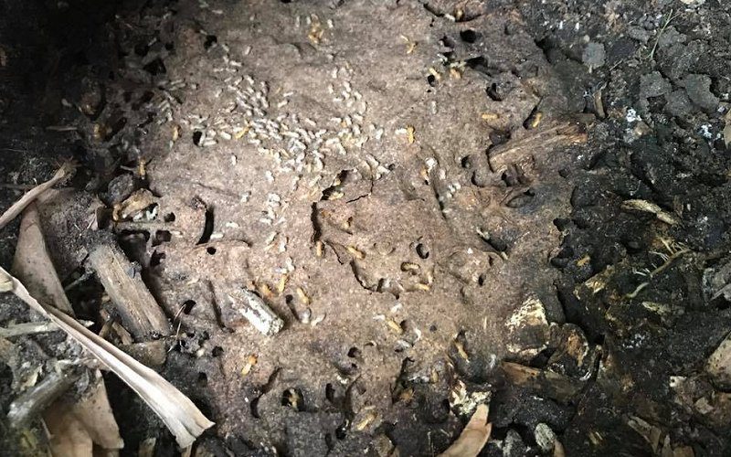 termites found laundry wall cavity image