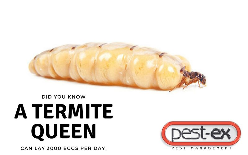 termite queen