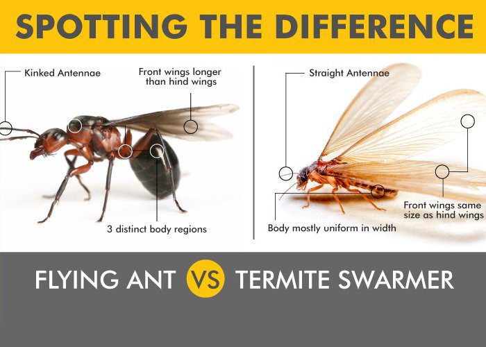 termite vs ant image