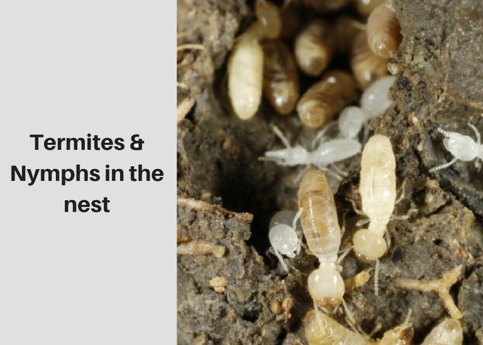 termites nymphs nest image