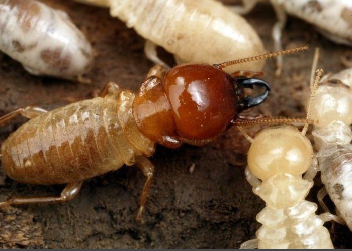 what do soldier termites look like image