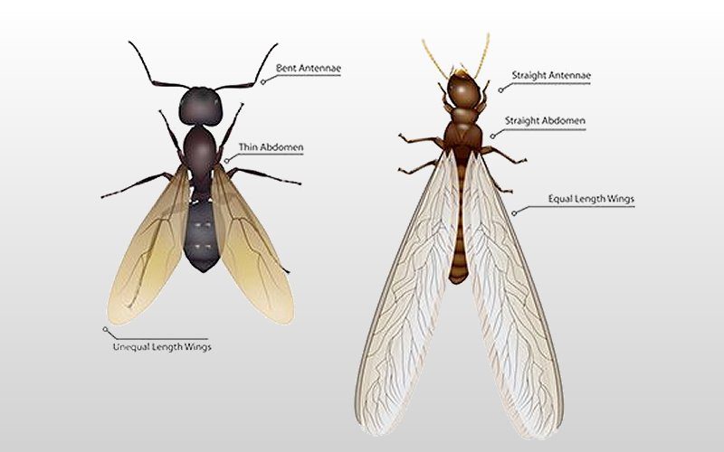 flying ants vs flying termites image