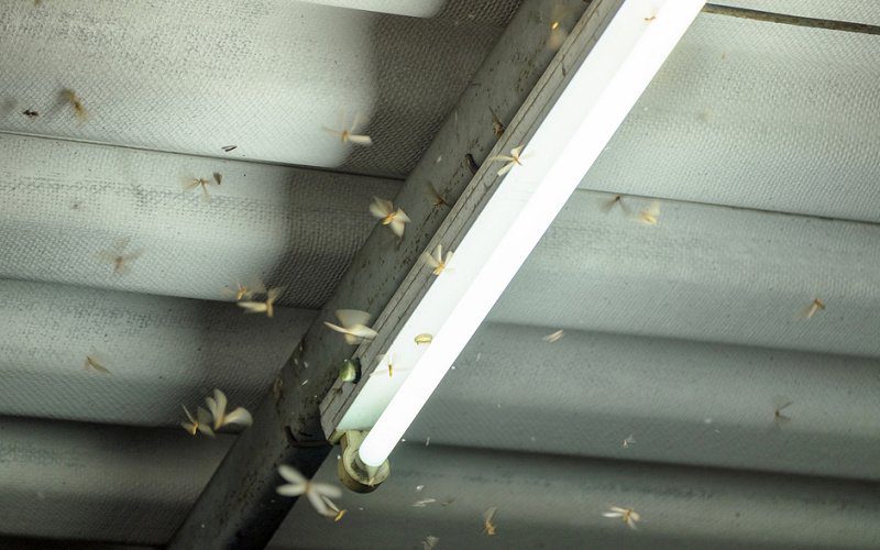 5 Signs You Might Have Termites In Your Home Pest Ex