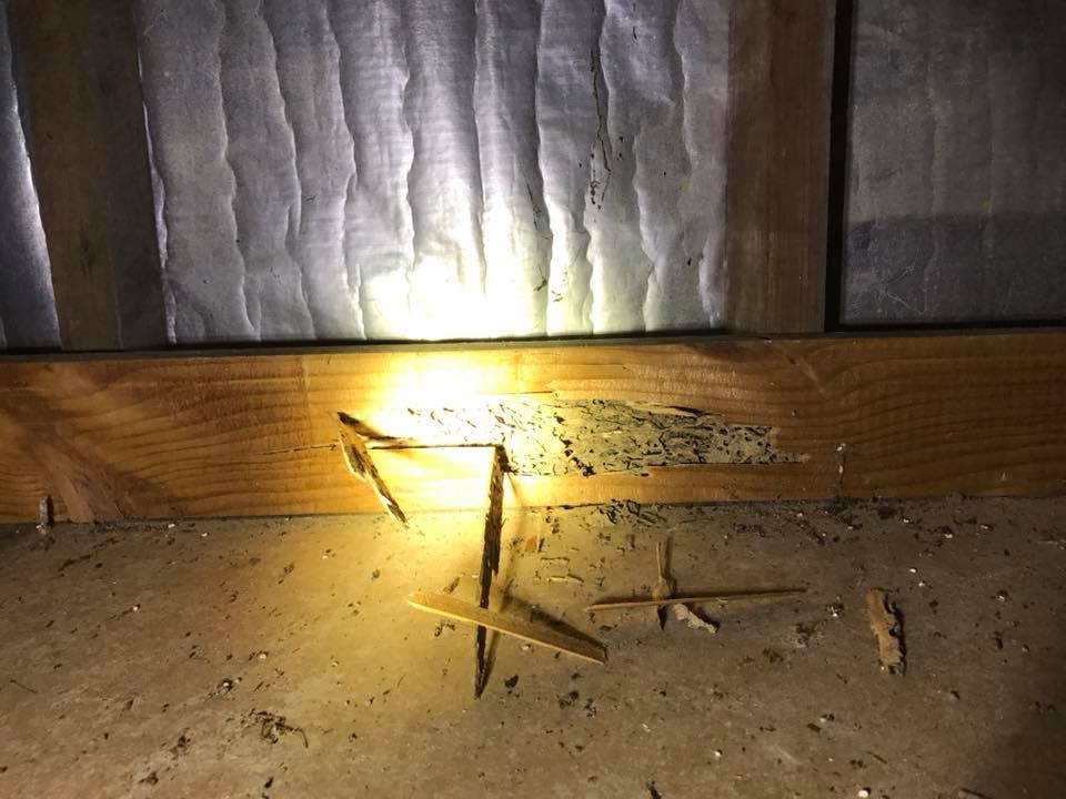 termite damage in roof image