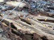 termites brisbane image