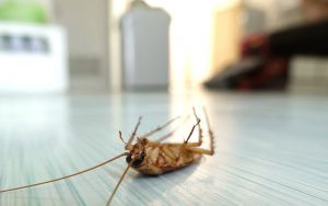 dead cockroach image