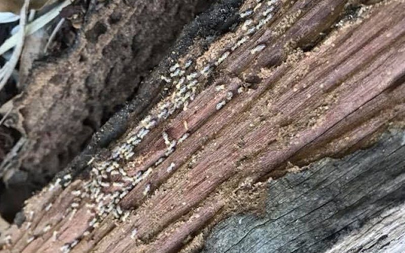 termite infestation gold coast home5 image