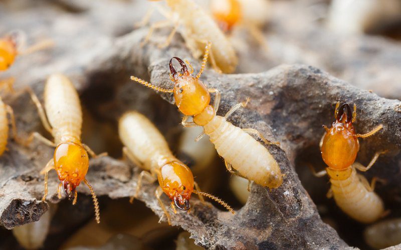 5 Most Common Termite Myths and Misconceptions | Pest Ex