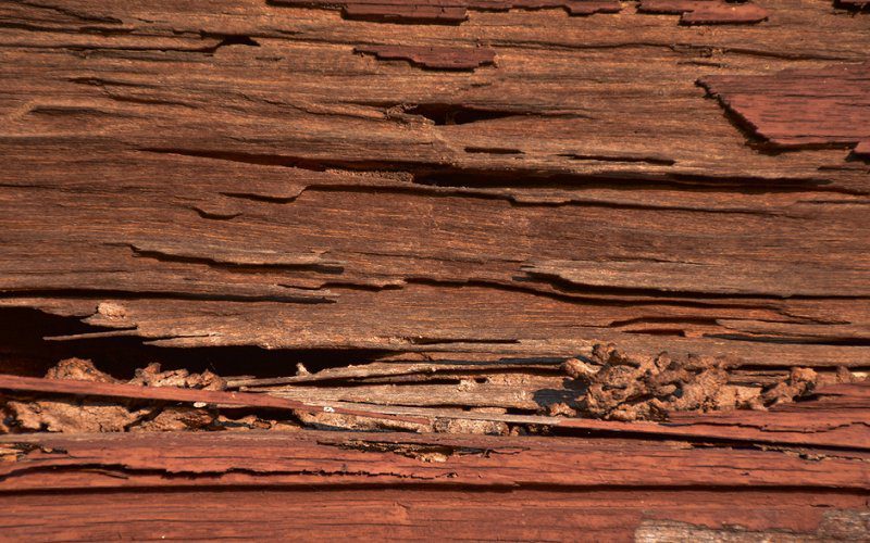 termites hardwood image