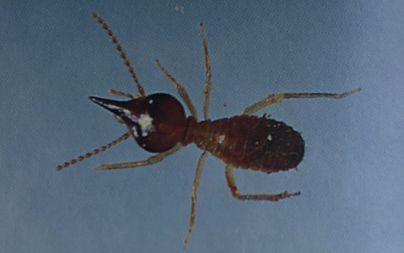nasutitermes exitiosus termite image