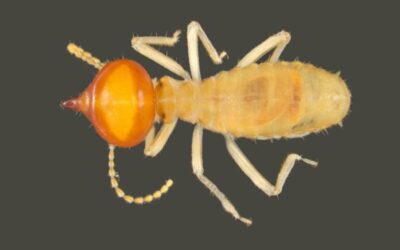 Nasutitermes Walkeri Termite