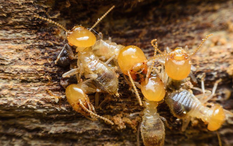 termites image