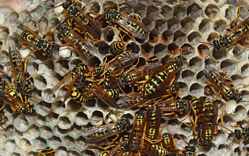 wasps nest pest control image