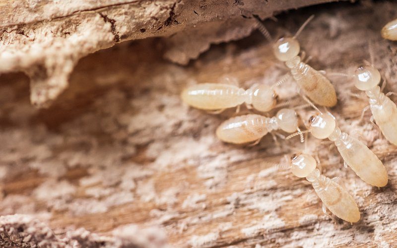 How to Tell if You Have Termites in Your Home | Pest Ex