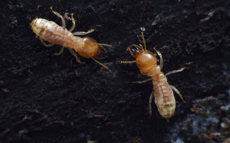 live termites garden soil image