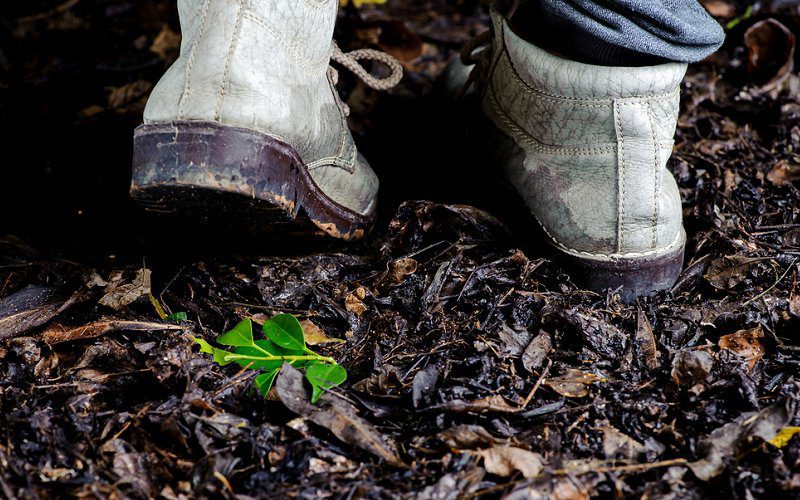 signs of termites in garden image