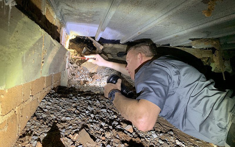 Play as the pest extermination robot, p.o.e. Termite Barrier Quotes - A Second Opinion Could Save You a ...