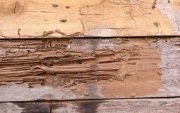 termites eat hardwood image