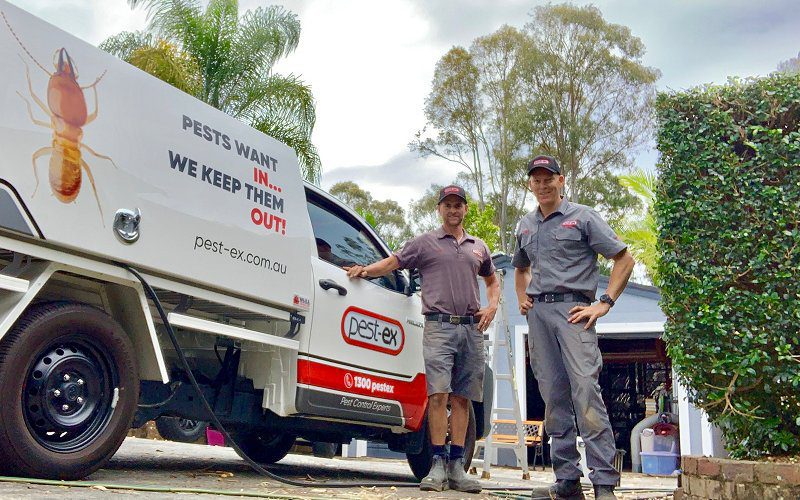 pest control caloundra image