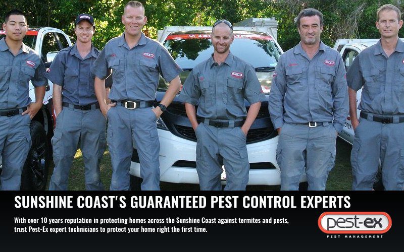 pest control sunshine coast image