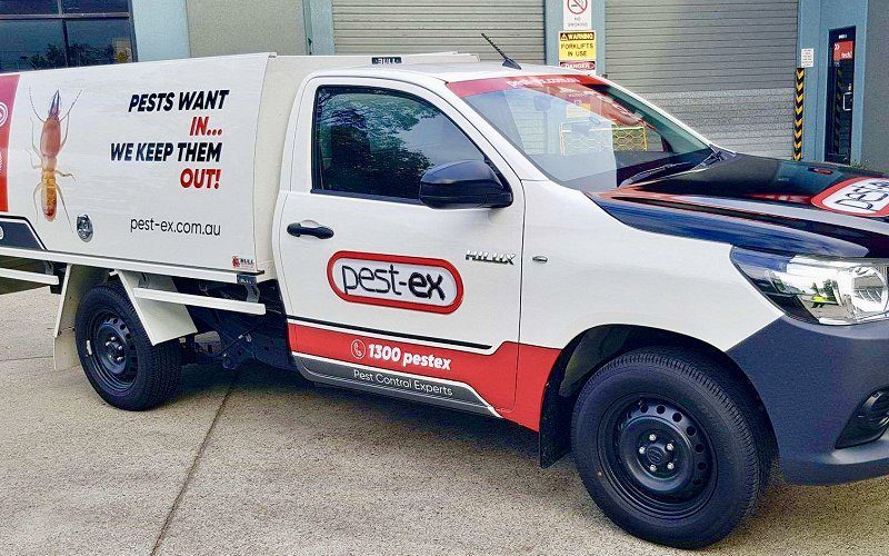 Sunshine Coast Pest Control Termite Treatment Services Pest Ex