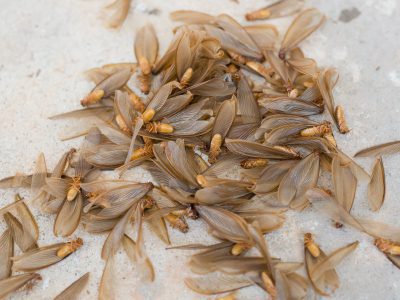 termite wings