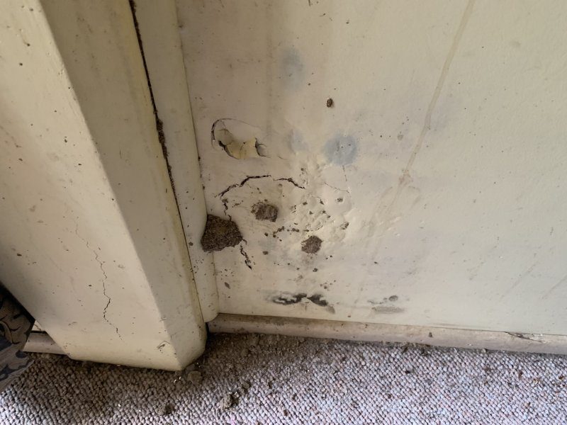 bubbled paint termite damage image