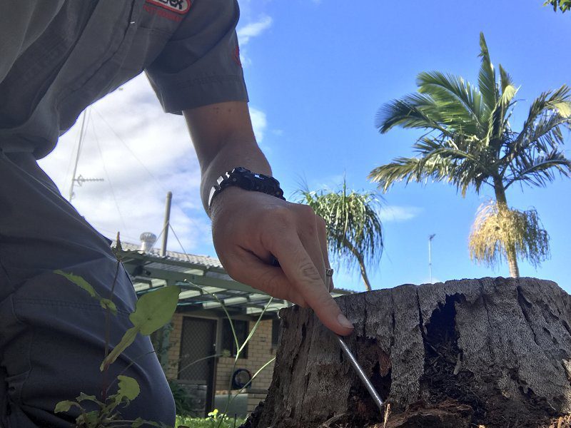 termite examination tree stump image