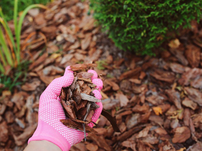 termites mulch garden image