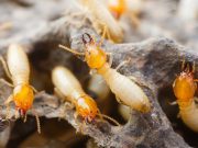whats the best way to treat termites image