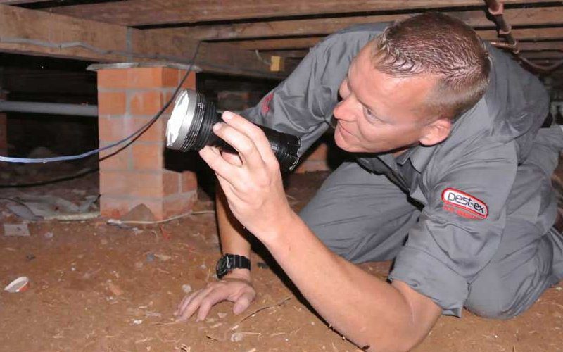 Pest Control Cleveland Pest Ex