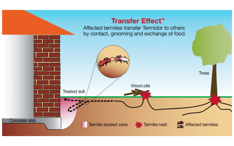 termidor review termites ants image