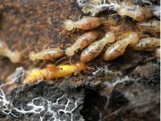 best termite treatment image