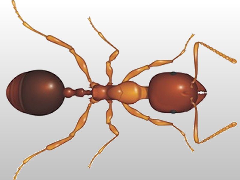 funnel ant image