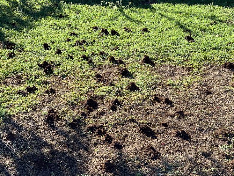 How to Get Rid of Funnel Ants In Lawn? PestEx Treatments