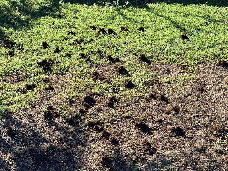funnel ants lawn